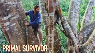 Climbing To The Top Of A Strangler Tree | Primal Survivor