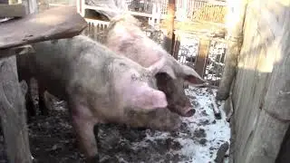Плюсы и минусы искусственного покрытия свиней и натурального,стоит ли держать хряка?