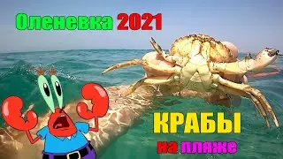 Крабы в Оленевке на пляже 06.08.2021