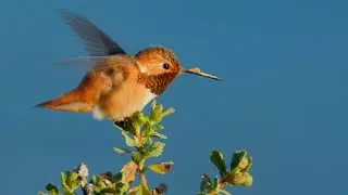 Day Trip! Filming Wildlife at Point Reyes