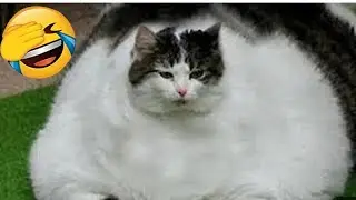 Cute and funny cat videos 😝Try not to laugh 😆 #trending #funny #pets #cat #fuunypets