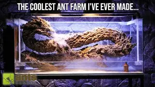 The Coolest Ant Farm I've Ever Made | 