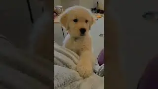 🐶 cutest dogs in the world 
