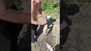 Незабываемая Рыбалка крупный ЯЗЬ на донки. #рыбалка #fishing #рыбалканадонки #язь