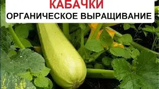 Кабачок. Органическое выращивание