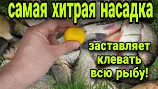 ОЧЕНЬ УЛОВИСТАЯ НАСАДКА!! Рецепт проверенный годами.