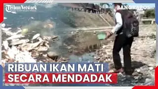 Video Ribuan Ikan di Kali Dengkeng Klaten Mati Mendadak