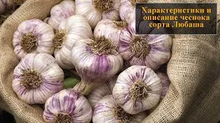 Характеристики и описание чеснока сорта Любаша