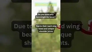 why hummingbirds hover?