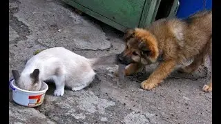 😺 This is my bowl! 🐈 Funny video with cats and dogs for a good mood! 😸