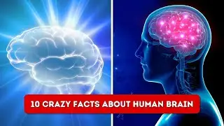 10 Crazy Facts about Human Brain