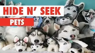 Hide n Seek Pets 2020