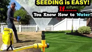 BEST WAY to WATER GRASS SEED. Time of day, how much, how long