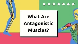 what are antagonistic Muscles|Biology short lecture|Human Physiology and anatomy|Science Gk