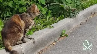 Спасение кошки из стеклянного хомута.