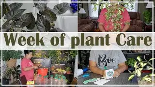 Motivational Week of Plant Care #plants #plantcare #chores #new #motivation