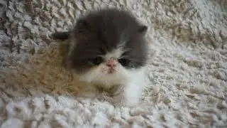 So Precious - Cosmo's 3 Week Old Blue/White Bi-Color Persian Kitten