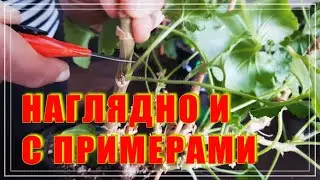Весенняя обрезка герани. Сложные случаи. Обрезаю свои пеларгонии