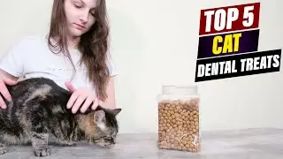Best Dental Treats for Cats: Keep Your Feline's Teeth Healthy