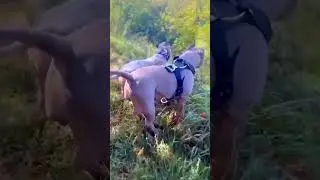 Ошейники 
