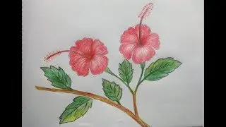 Haw to draw hibiscus flower for beginners ( very easy)