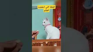 القطة التي أدهش العالم