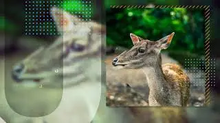 Stylish Slideshow