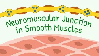 Neuromuscular Junctions of SMOOTH Muscles & Transmission || Diffuse Junctions & Contact Juntions