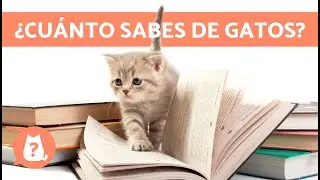 ADIVINA la RAZA de GATO por la FOTO 🐱 ¿Cuántas acertarás? ✅❌ Test/Quiz