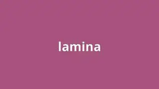 what is the meaning of lamina