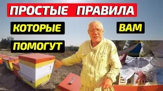 Как просто  и быстро объединить пчел