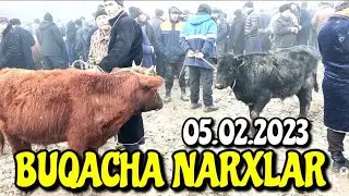 BUXORO JONDOR/ MOL BOZOR BUQACHA GUNOJIN NARXLAR 05.2.2023/JONDOR UZ