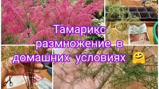 ТАМАРИКС, РАЗМНОЖЕНИЕ И УКОРЕНЕНИЯ В ДОМАШНИХ УСЛОВИЯХ.