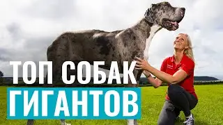 Собаки-гиганты! ТОП-5 САМЫХ БОЛЬШИХ СОБАК в мире!