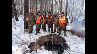Охота на лося загоном с егерем. Выстрел по лосю из карабина Вепрь 129. Лось трехлеток с рогами