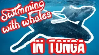 Swimming with Humpback Whales - Vava'u Tonga
