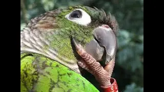 Самые смешные и умные попугаи. Приколы с попугаями. Most funny parrots.