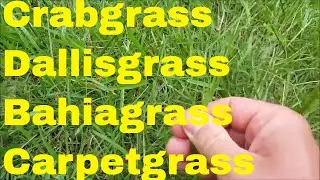 crabgrass, dallisgrass, bahiagrass, carpetgrass identification and control