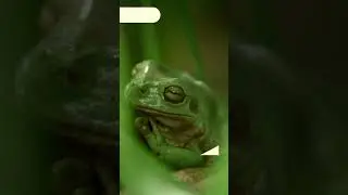 ¿Cuál es la diferencia entre las ranas y los sapos? 🐸​