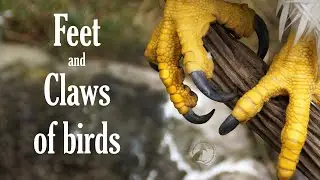 Feet and claws of birds - Different types and adaptations - Interesting facts