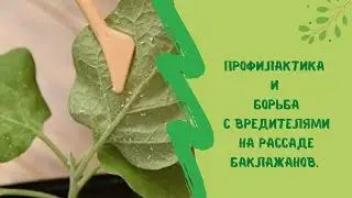 Врага надо знать в лицо. Профилактика и борьба с вредителями на рассаде баклажанов.