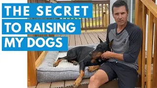 Learn how to raise dogs like Prince and Bosco