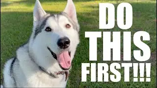 Teaching Your Husky The Most Important Tricks!!!