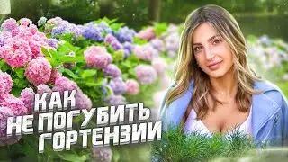 ГОРТЕНЗИЯ метельчатая. ПОСАДКА и УХОД за гортензией