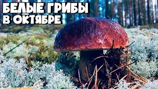 СБОР БЕЛЫХ ГРИБОВ В ОКТЯБРЕ! ОСЕННИЕ ГРИБЫ