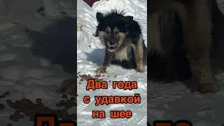 Спасение бездомной собаки! Два года с удавкой на шее.. История Рекса #животные #short#собака