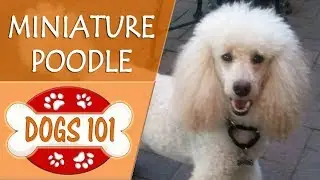 Dogs 101 - POODLE (MINIATURE) - Top Dog Facts About the POODLE (MINIATURE)