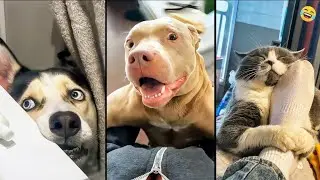 Funny ANIMALS videos 😊 Funniest CATS 😺 and DOGS 🐶 2025