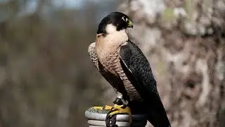 #Falconry peregrine falcon - THE MOON STOOPS- #peregrinefalcon hunting pigeon #skydiving