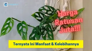 Manfaat Tanaman Janda Bolong Yang Lagi Viral